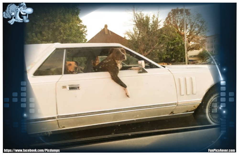 Funny Animals Funpics