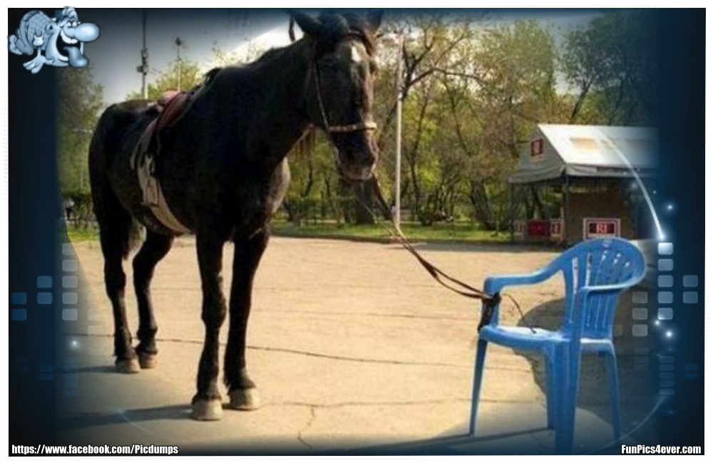 Funny Animals Funpics