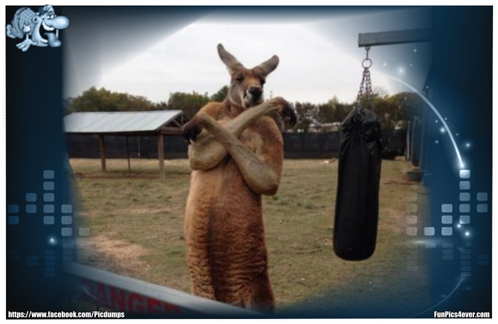 Funny Animals Funpics