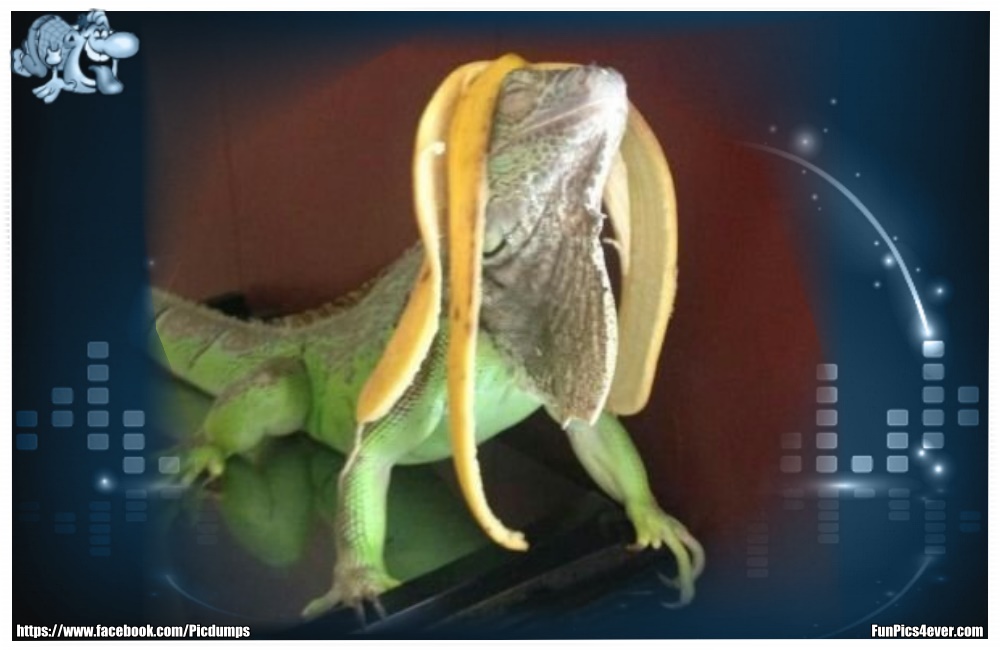 Funny Animals Funpics