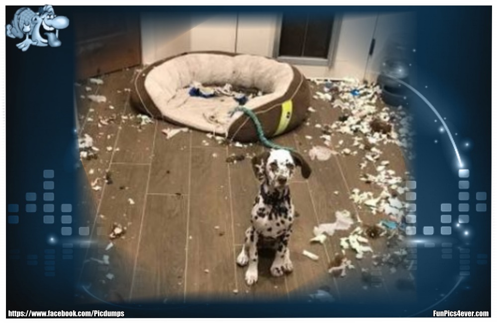 Funny Animals Funpics