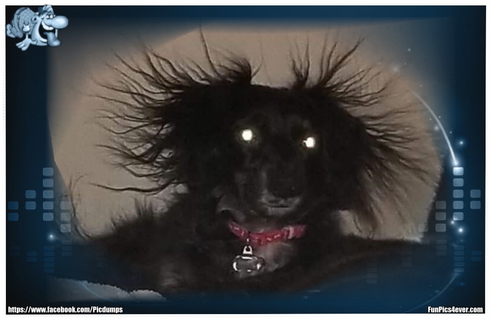 Funny Animals Picdump