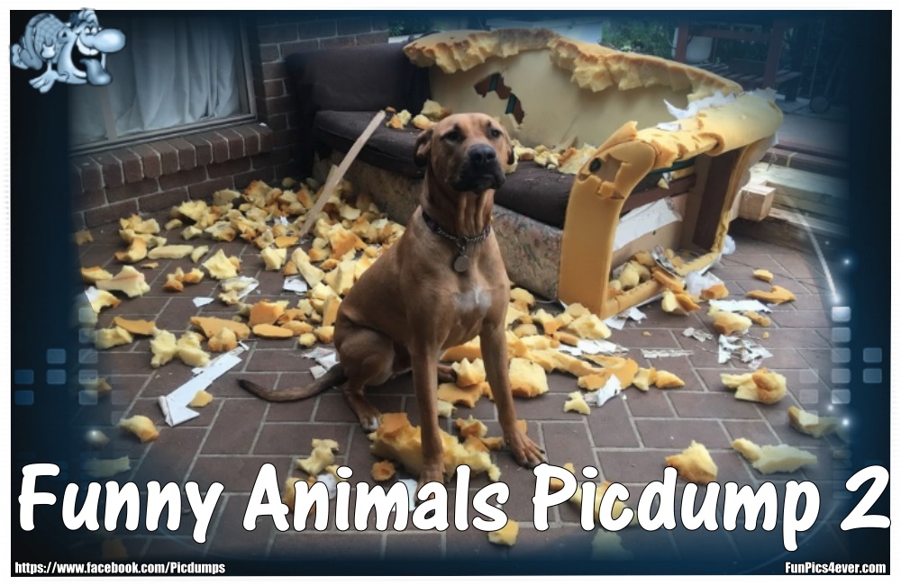 Und weiter geht es mit den lustigen Tieren. Ein neuer Bilderhaufen geht auf Funpics4ever online.