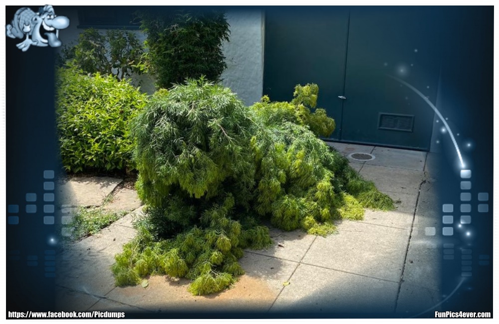 Hunde Hecke - da hat der Gartenbesitzer aber alles gegeben. Sehr gute Idee.