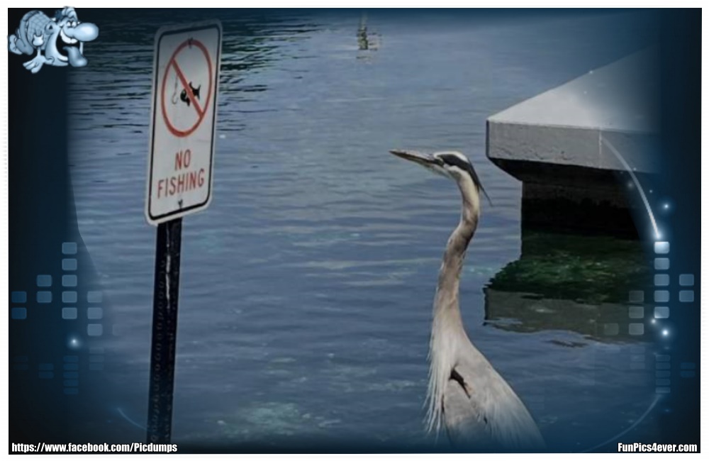 No Fishing - da schaut der Vogel auch nicht schlecht. Hier gibt es keine Fische.