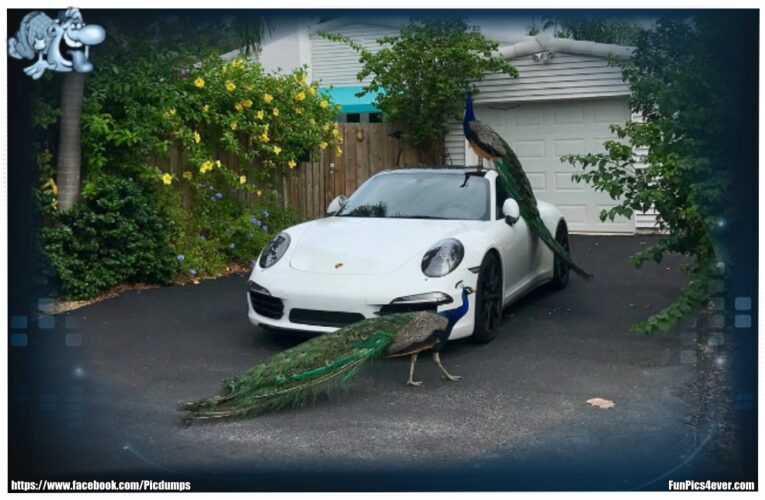 Porsche mit Pfau