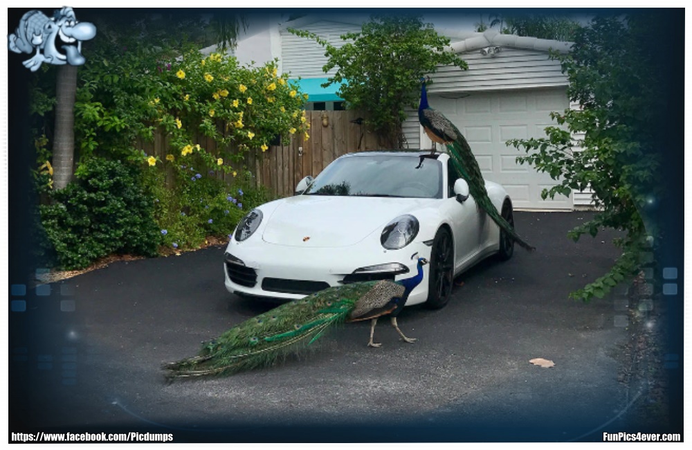 Porsche mit Pfau - na da wird der Lack bestimmt heile bleiben. Ich bekomme einen Anfall.