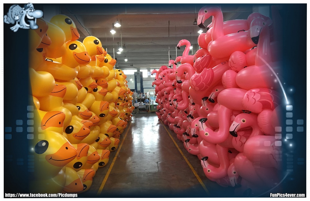 Ente gegen Pelikan - nicht das es hier noch zum Kampf unter den Spielzeugen kommt.