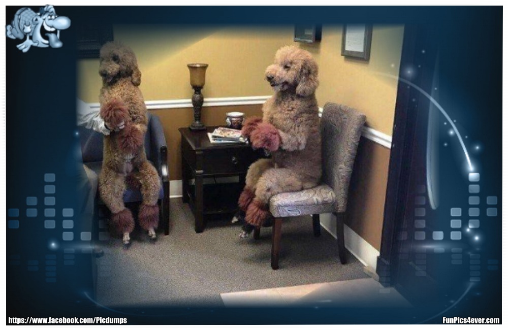 Funny Animals Funpics