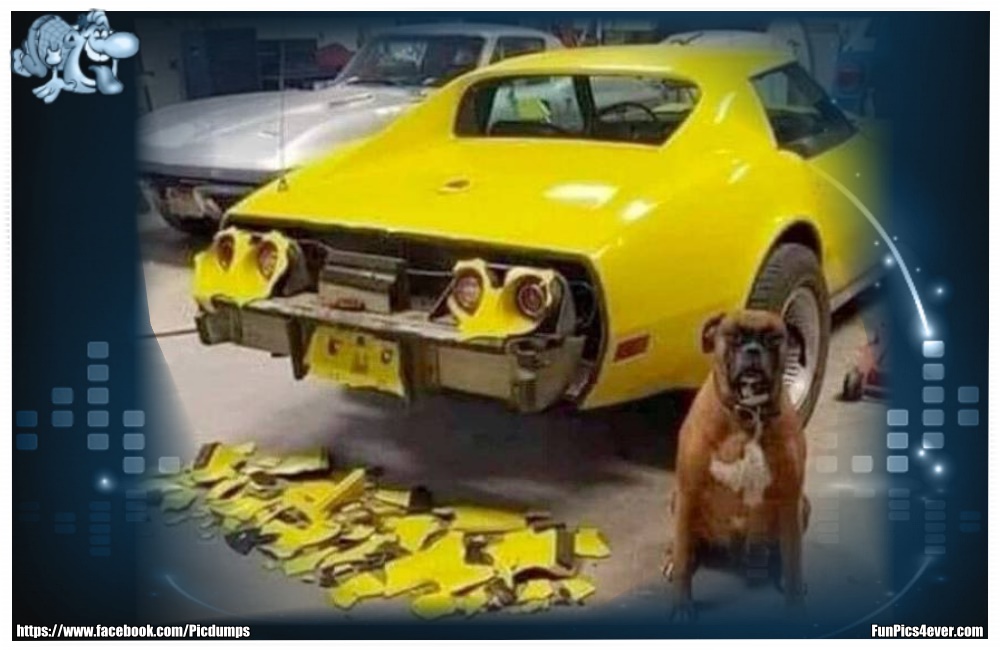 Funny Animals Funpics