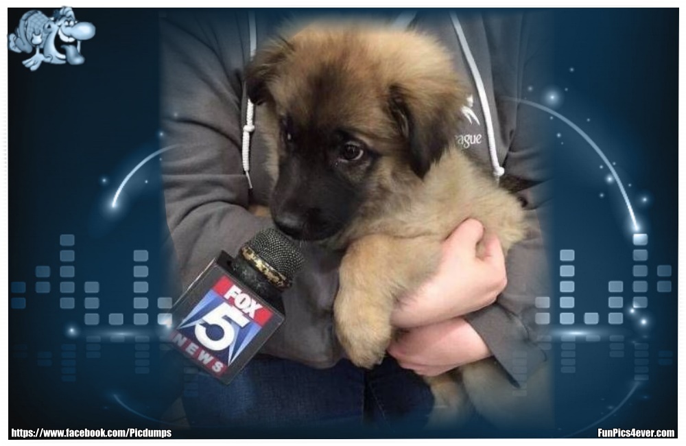 Funny Animals Funpics