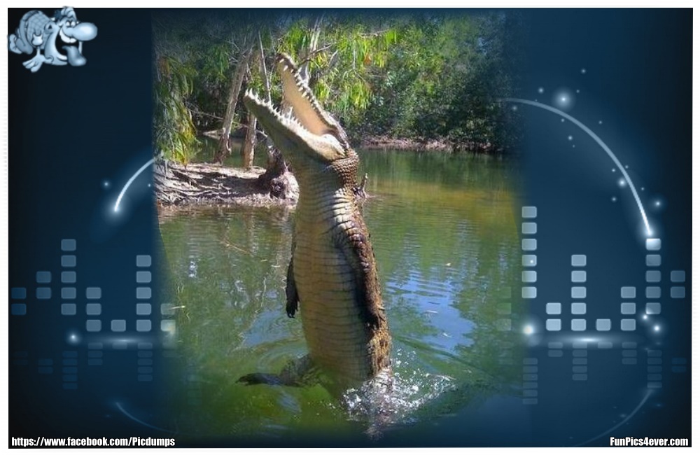 Funny Animals Funpics