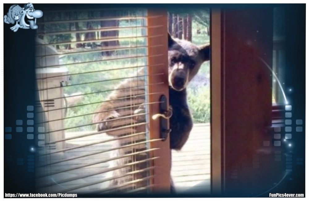 Funny Animals Funpics