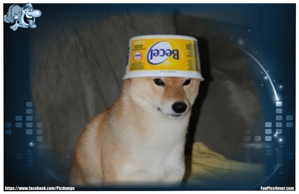 Funny Animals Funpics