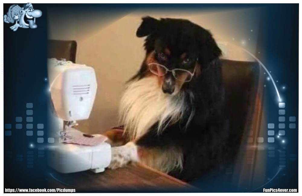 Funny Animals Funpics