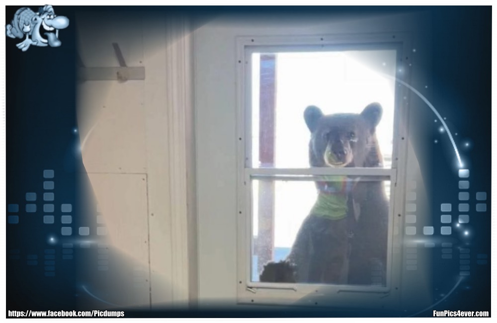 Funny Animals Funpics