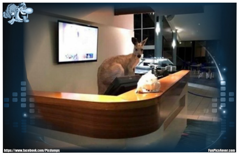 Funny Animals Funpics