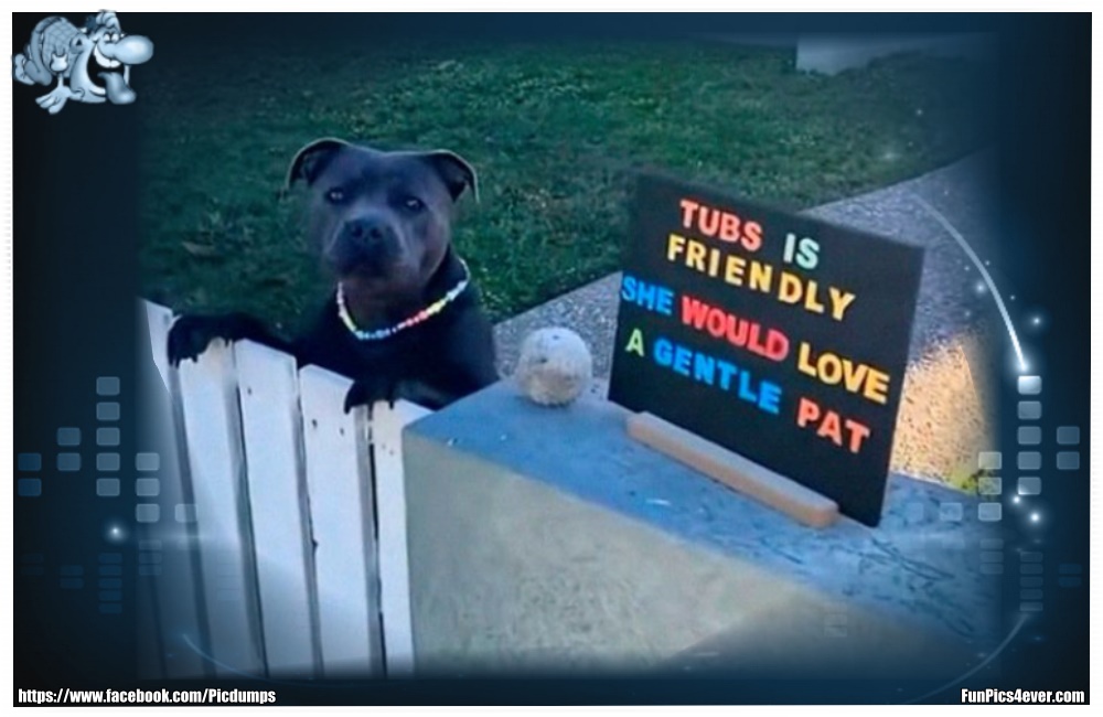 Funny Animals Funpics