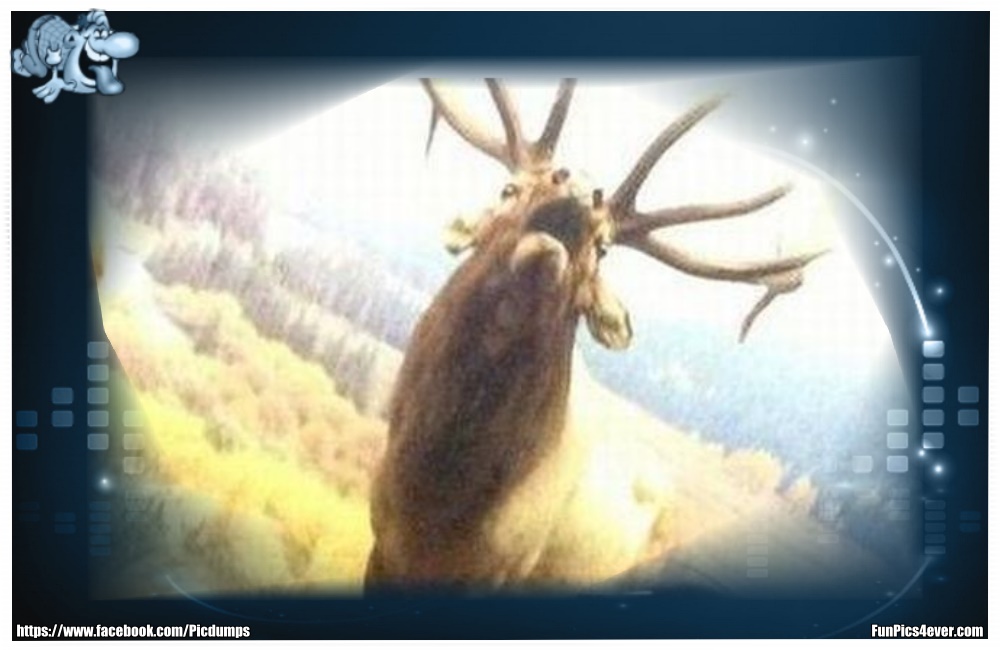 Funny Animals Funpics