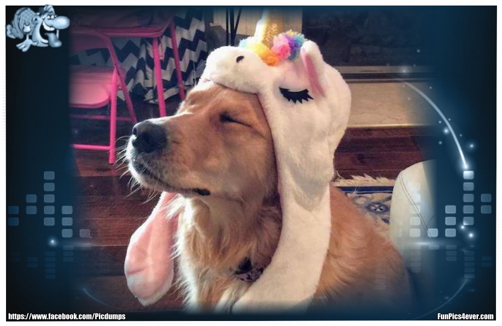 Funny Animals Funpics