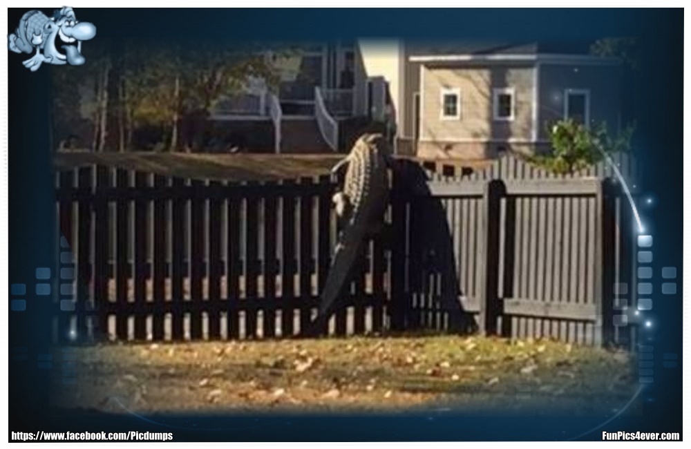 Funny Animals Funpics