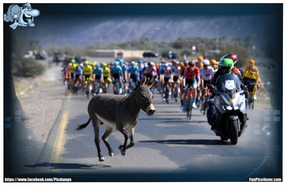 Funny Animals Funpics