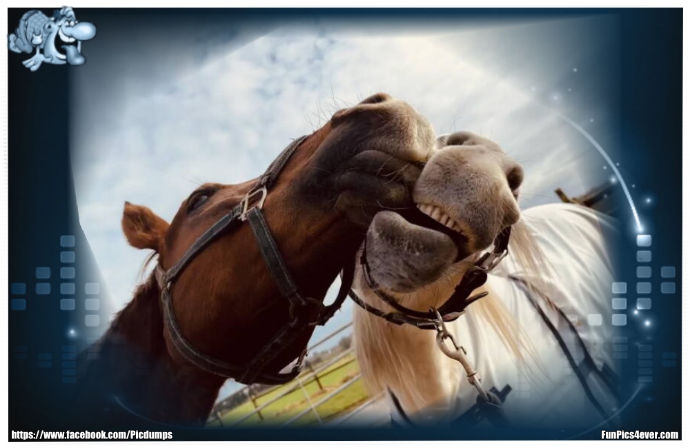 Funny Animals Funpics