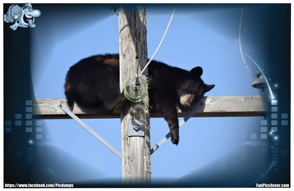 Funny Animals Funpics