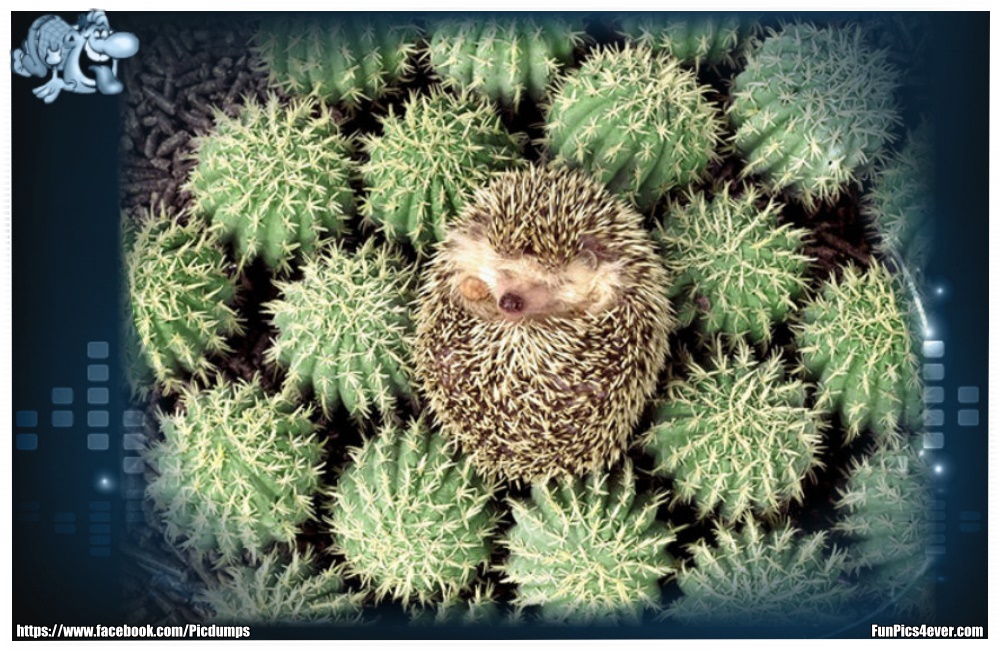 Funny Animals Funpics