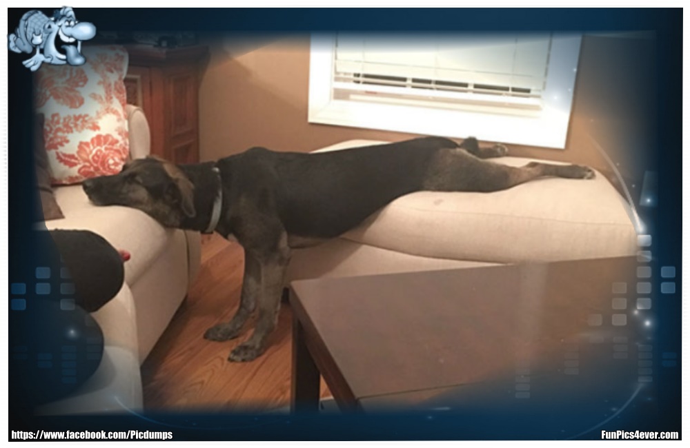 Funny Animals Funpics