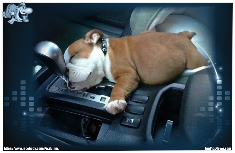 Funny Animals Funpics