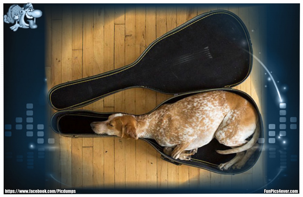 Funny Animals Funpics