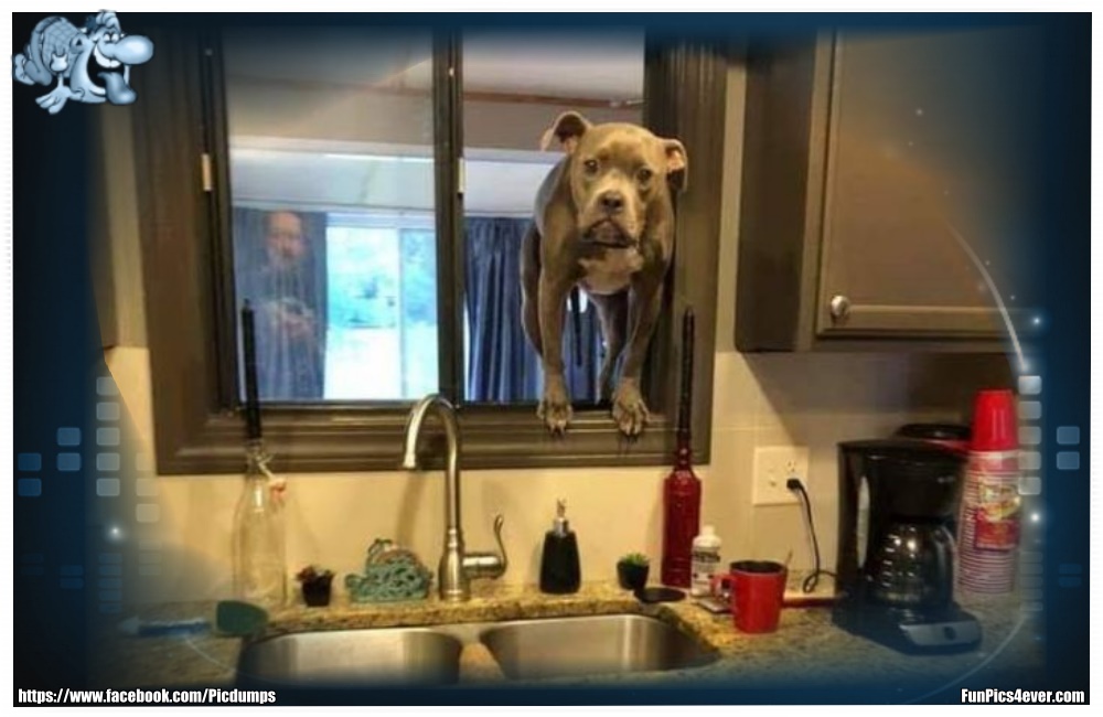 Funny Animals Funpics