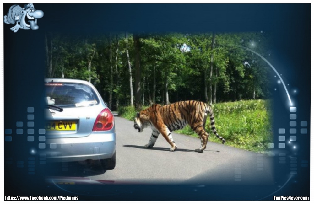 Funny Animals Funpics