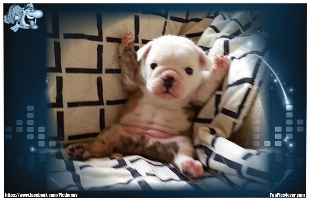 Funny Animals Funpics