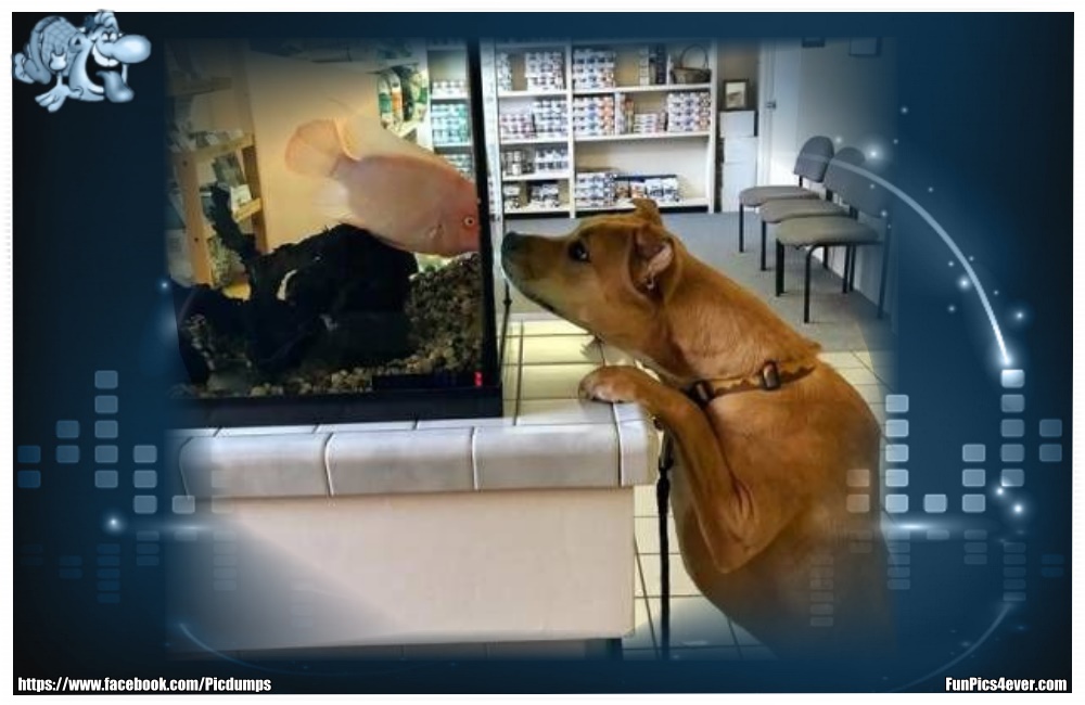 Funny Animals Funpics