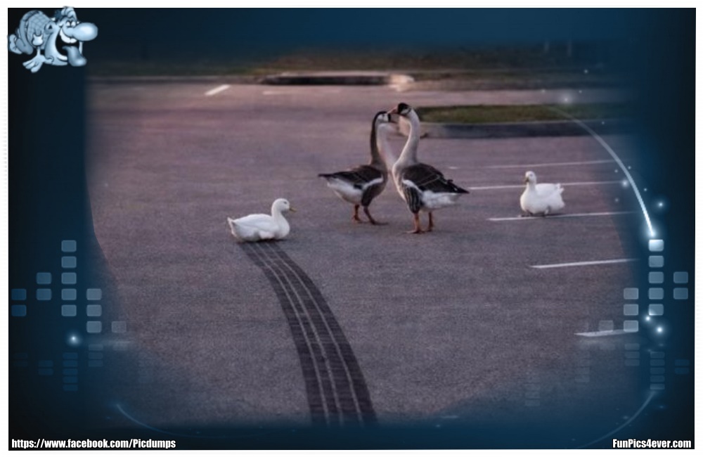 Funny Animals Funpics