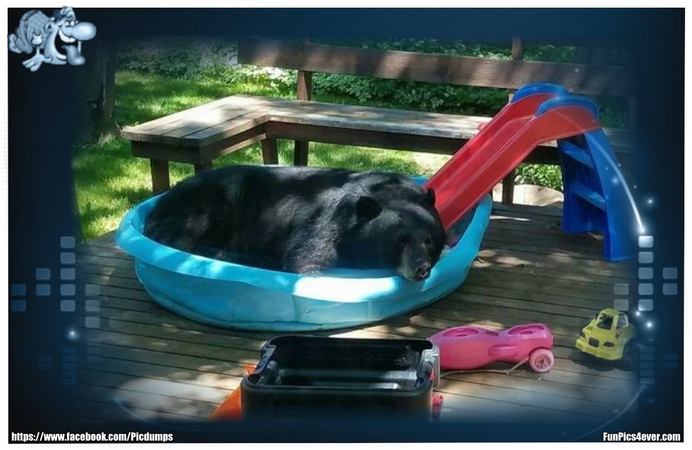 Funny Animals Funpics