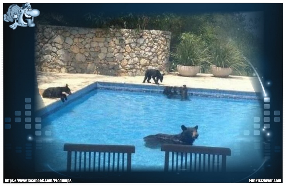 Funny Animals Funpics