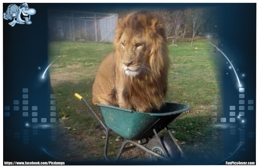 Funny Animals Funpics