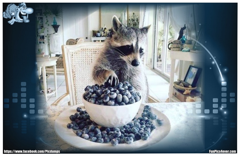 Funny Animals Funpics