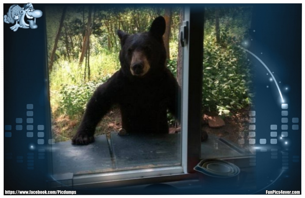 Funny Animals Funpics