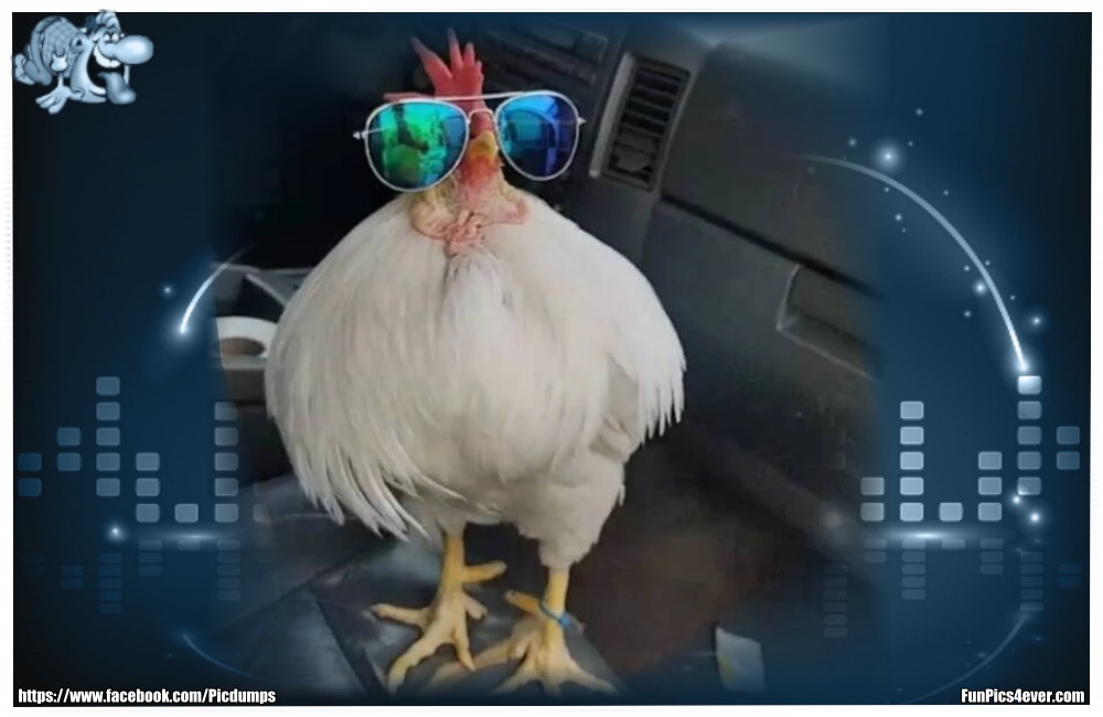 Funny Animals Funpics