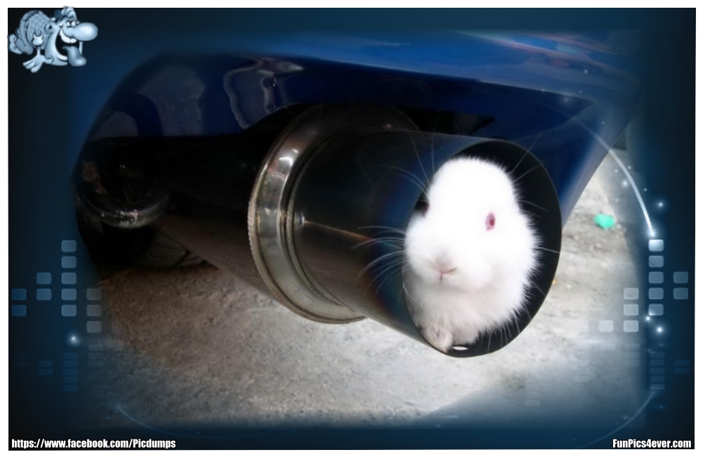 Funny Animals Funpics