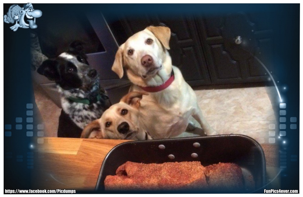 Funny Animals Funpics