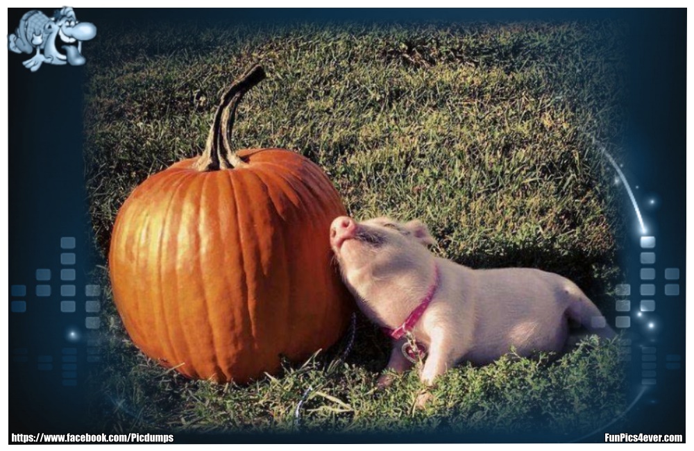 Funny Animals Funpics