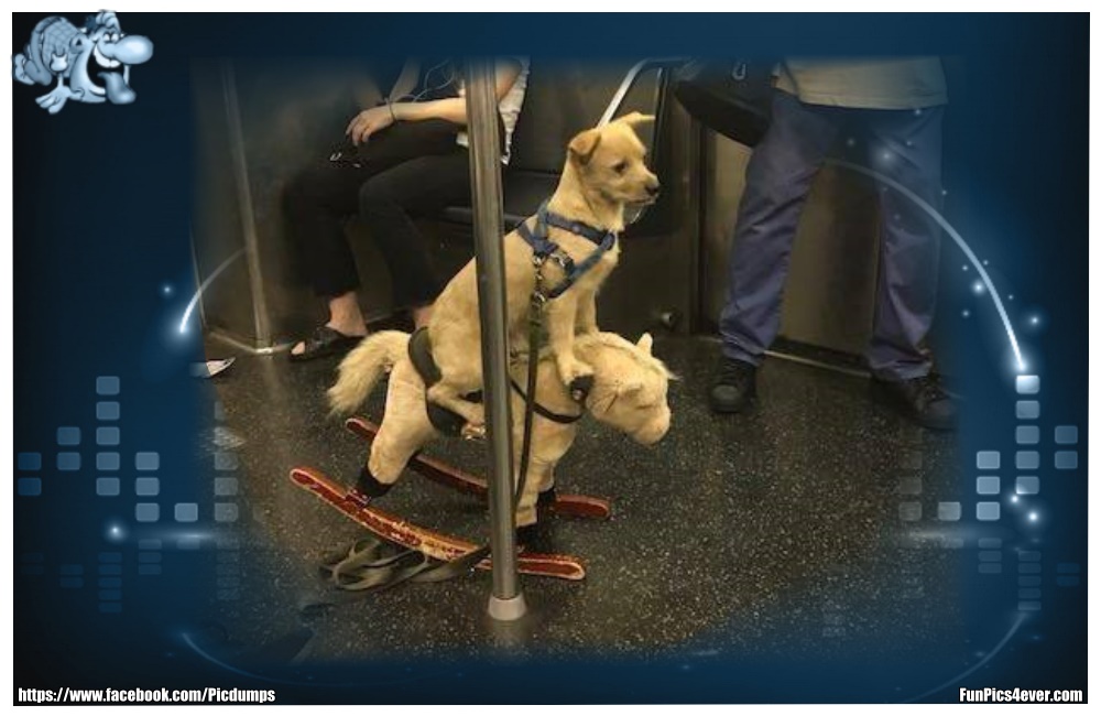 Funny Animals Funpics