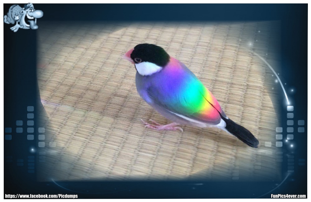 Funny Animals Funpics