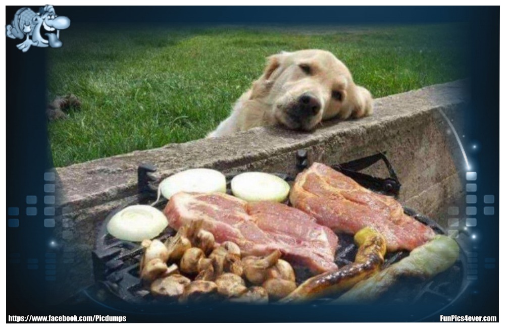 Funny Animals Funpics