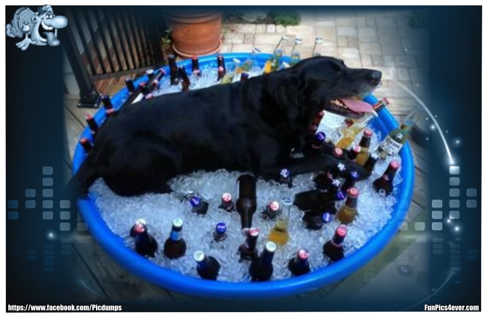 Funny Animals Funpics